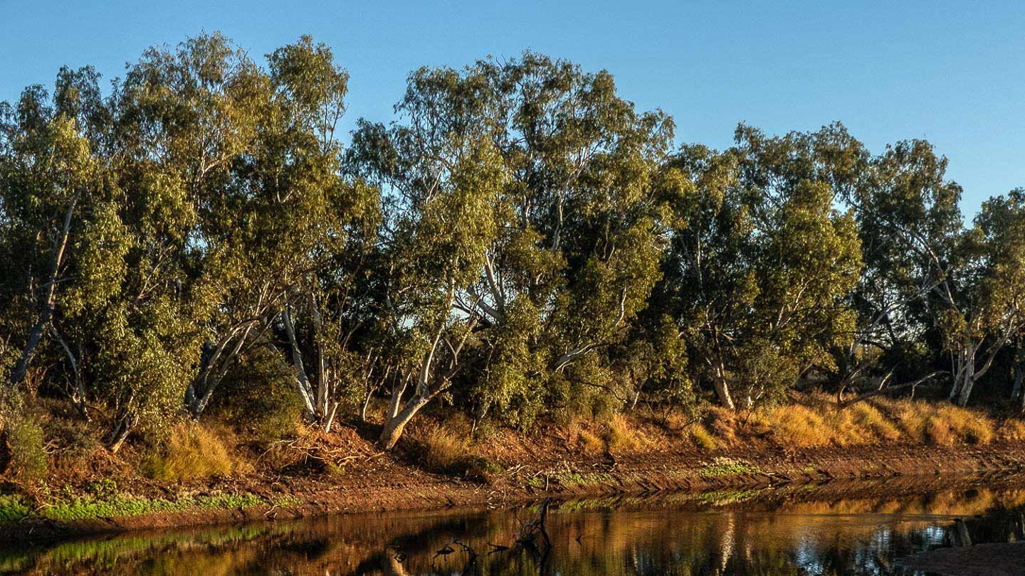 Coolibah and river red gum on the banks of the Burke River, central western Queensland, at golden hour. Reflections of the trees in still water.