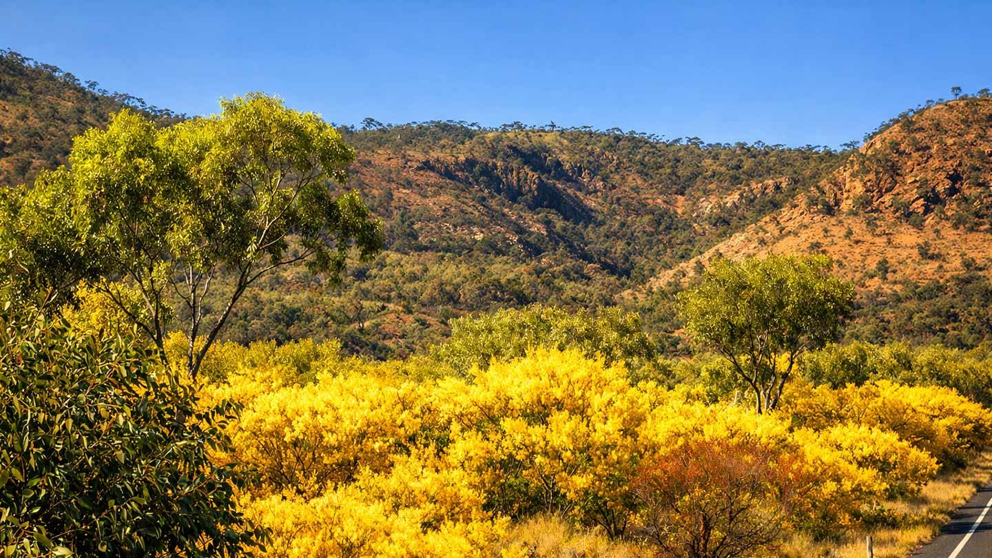 Late afternoon sunlight catching eucalypt leaves and red earth in inland Queensland.