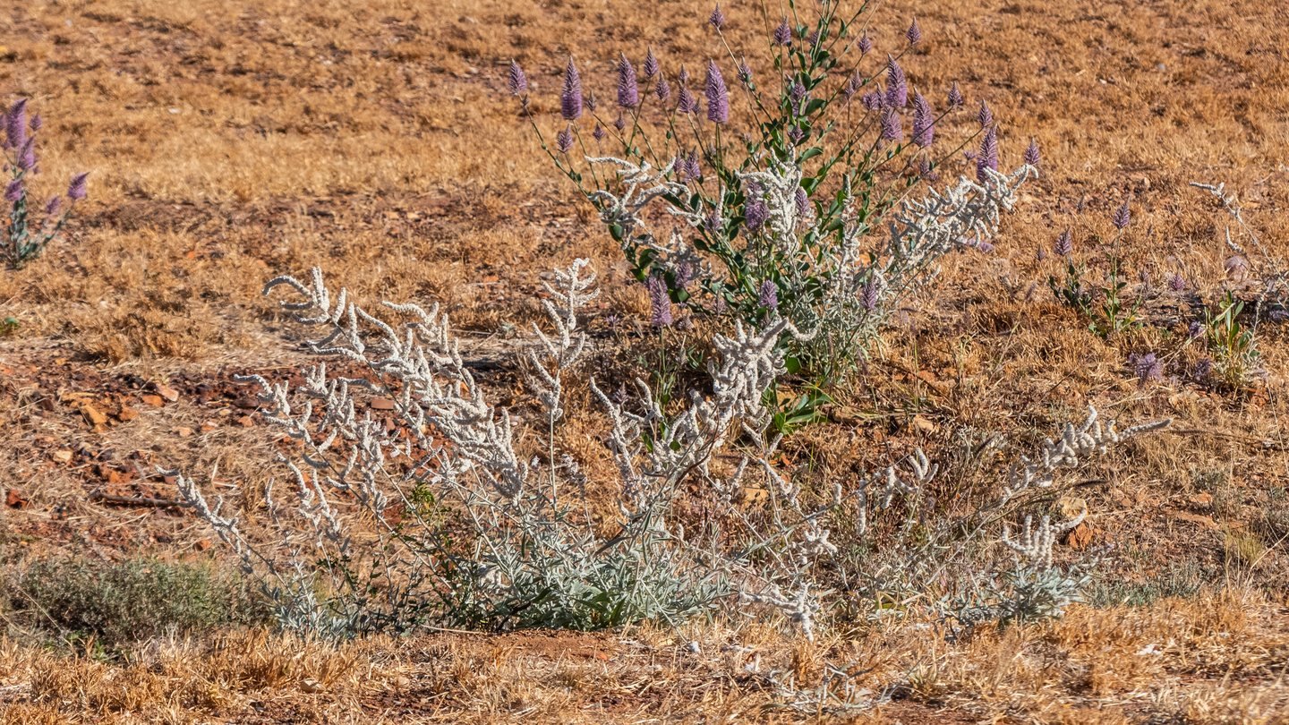 Kapok bush flowering among mulla mulla on dry golden grass at Mount Isa: cream woolly flower spikes over silver-green leaves, red gravel showing through the straw.