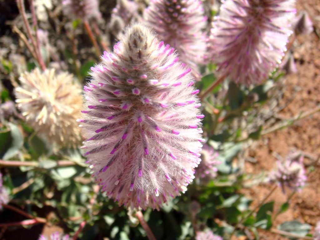 Pink mulla mulla in flower