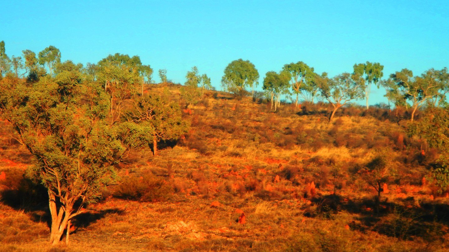 A hillside on Mitakoodi country in the first sun of a winter morning: red-gold ground and dry grass catching the light, termite mounds standing among low trees under a clear sky.
