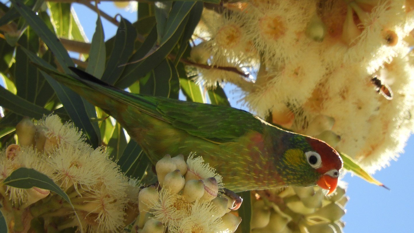 A varied lorikeet feeding in a flowering gum at Cloncurry: green feathers among grey-green leaves and cream blossom, a bee at the flowers beside it.