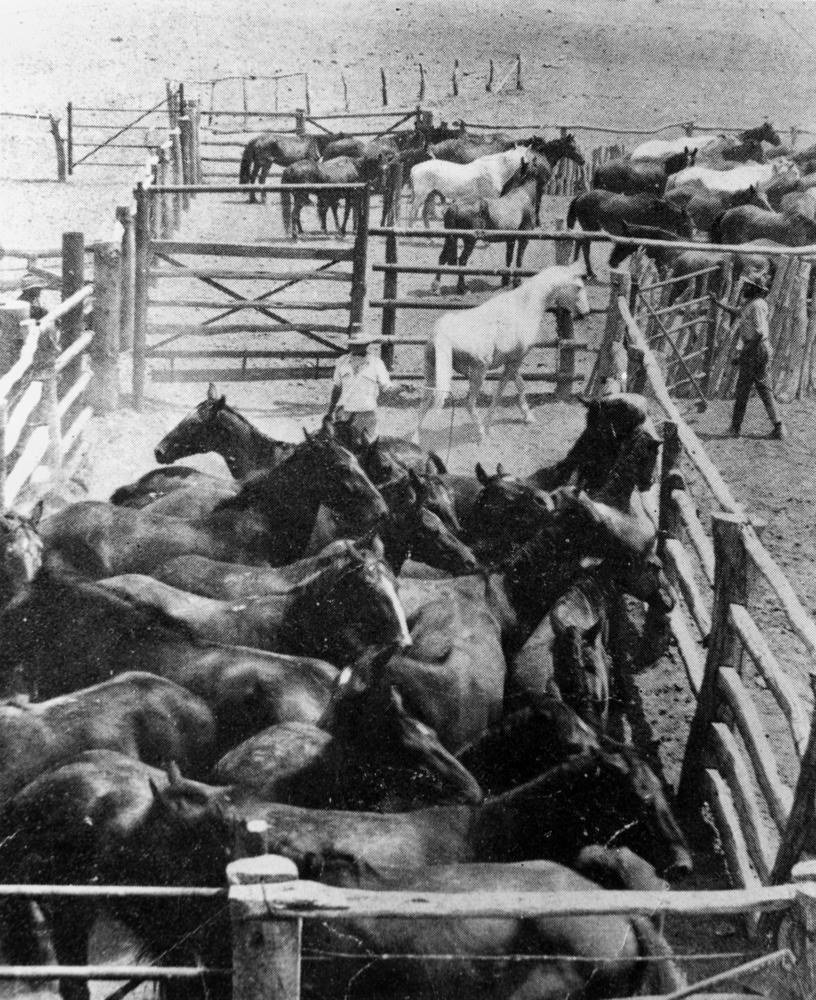 A stockyard crowded with horses at Avon Downs Station on the Barkly Tableland. A white horse stands clear in the middle ground while three men work the rails, drafting the mob through a gate.