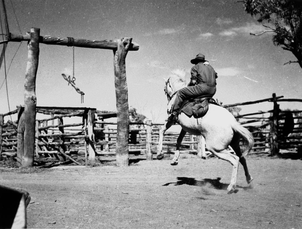 Horsebreaking at Tinnenburra Station in 1941. A man works a horse in a dusty yard while others watch from the rails.