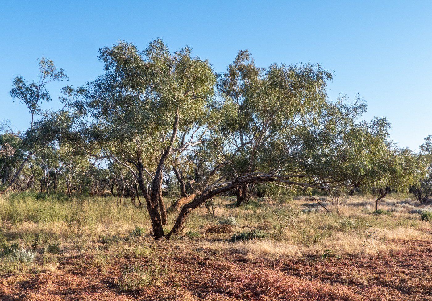 A single coolabah tree standing on the Burke River floodplain near Boulia in western Queensland. One heavy limb reaches out low and horizontal above bare red earth and dry grass, with more trees scattered behind it under a clear blue sky.