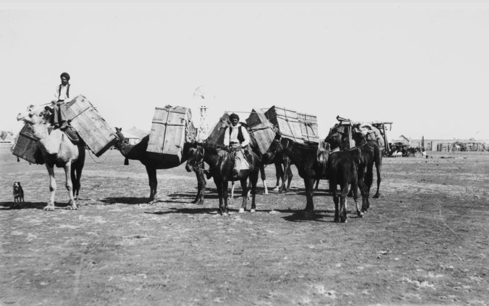 A loaded horse and camel team standing on open ground at Cloncurry around 1904. A man rides the lead camel, which carries large timber packing crates slung on either side, and a second man sits mounted among the pack horses behind him. A dog stands at the left, and a windmill and station buildings show in the distance.