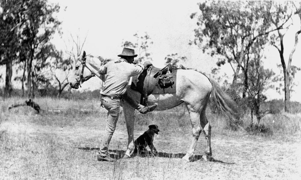 A Queensland stockman between 1910 and 1920 preparing to mount a light coloured horse. He has one boot in the stirrup, the reins gathered in his raised hand, and his hat pushed back. A dog sits waiting on the ground beneath the horse, with dry grass and scattered timber behind them.